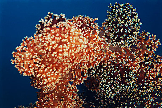 印度尼西亚,珊瑚,深,水,大幅,尺寸