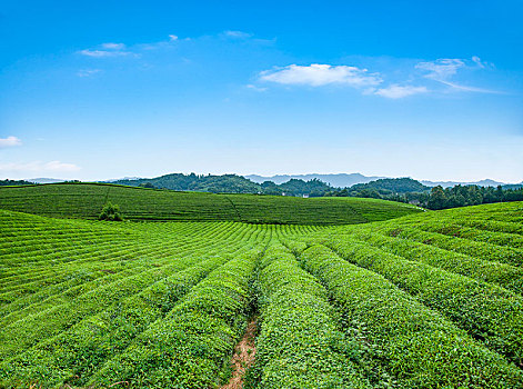贵州省湄潭县永兴镇的中国西部万亩茶海