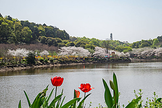 湖南省森林植物园－樱花湖春光