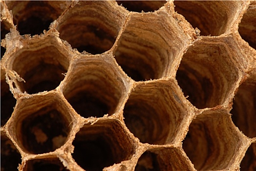 大黄蜂,蜂巢,微距