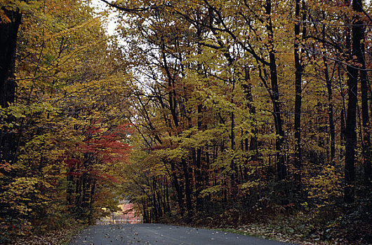 道路,通过,树林,国家休闲度假区,宾夕法尼亚,美国