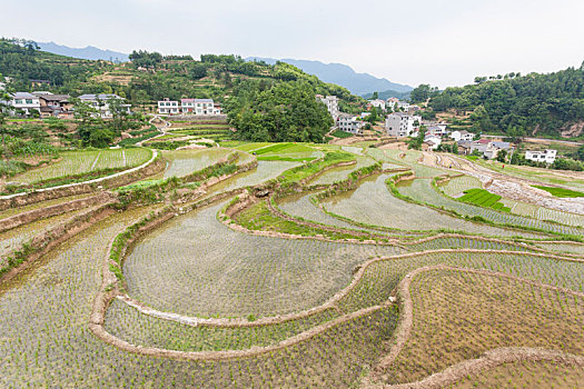 陕西,漩涡,梯田