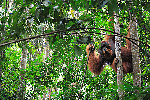 猩猩,黑猩猩,树上,婆罗洲,马来西亚