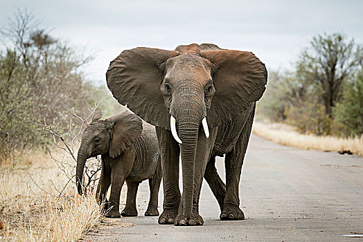 非洲象,幼兽,街上,克鲁格国家公园,南非,非洲