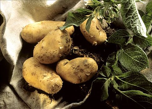 土豆,新鲜,地面