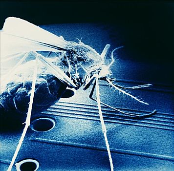 蚊子,印刷电路