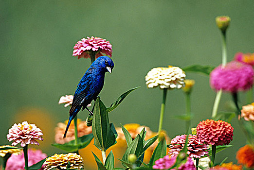 靛蓝,颊白鸟,雄性,百日菊,花园,马里恩县,伊利诺斯
