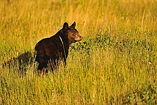 黑熊,美洲黑熊,桂皮,品种,觅食,浆果,夏末,瓦特顿湖国家公园,艾伯塔省,加拿大