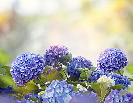 蓝色,八仙花属,花