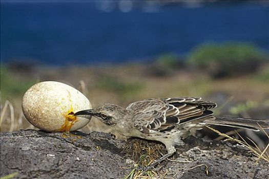 嘲鸟,信天翁,蛋,西班牙岛,加拉帕戈斯群岛,厄瓜多尔