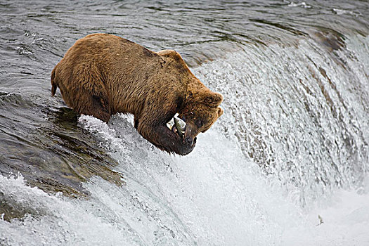 大灰熊,棕熊,抓住,红大马哈鱼,红鲑鱼,溪流,瀑布,卡特麦国家公园,阿拉斯加