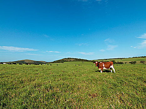 母牛,草场,乳牛场