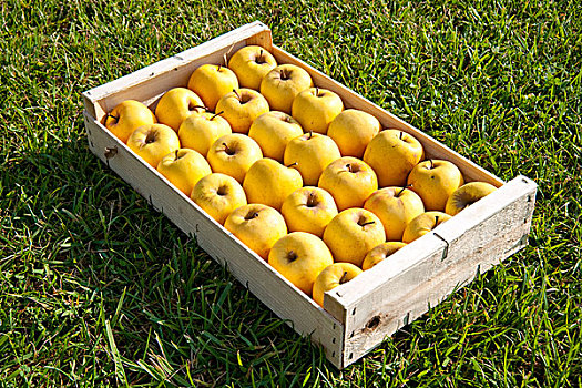 板条箱,金色,苹果