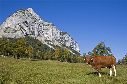 母牛,站立,山,草地,英国,区域,奥地利,欧洲
