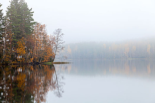 秋景,沿岸,雾,安静,湖