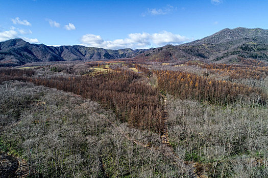 航拍,晚秋,北海道,日本