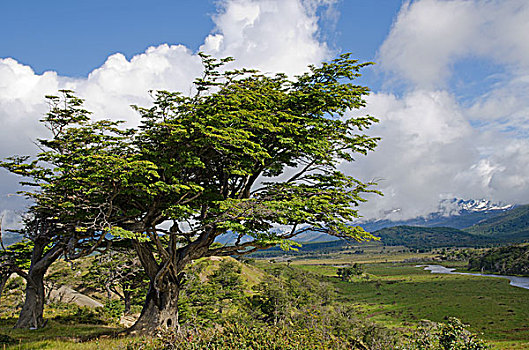 树,火地岛,巴塔哥尼亚