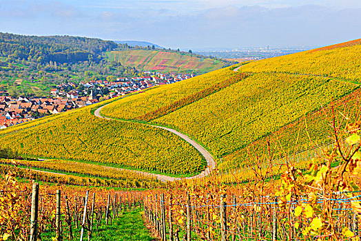 弯曲,道路,葡萄园,秋天,靠近,巴登符腾堡,德国,欧洲