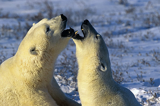 加拿大,曼尼托巴,北极熊,雄性,打斗,打闹