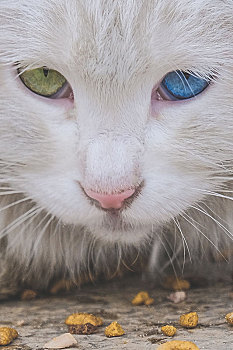 异瞳猫