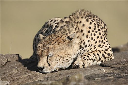 睡觉,印度豹,猎豹