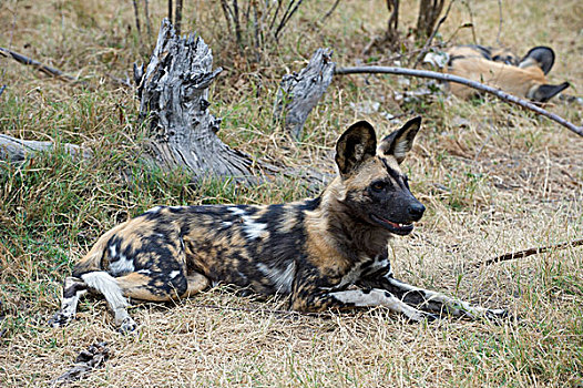 非洲野狗,非洲野犬属,北方,博茨瓦纳