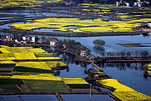 安徽芜湖油菜花