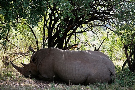 白犀牛,马赛马拉,自然保护区,肯尼亚,非洲