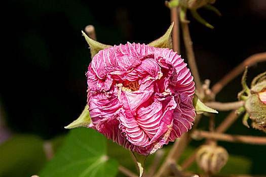 木槿,花苞,木槿花