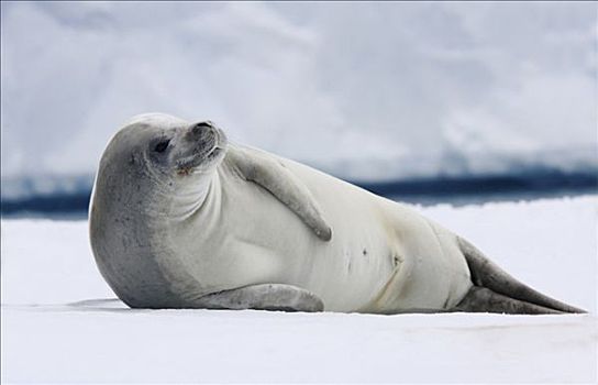 食蝦海豹,食蟹海豹,躺着,冰,南极