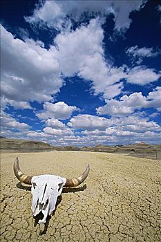 特写,牛,头骨,死亡谷国家公园,加利福尼亚,美国