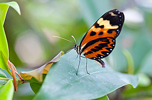 蝴蝶,叶子,帕尔玛,加纳利群岛,西班牙