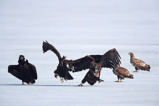 雪地中争斗的秃鹫