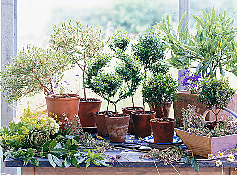 静物,盆栽,药草,窗台,百里香,女人,壁炉台