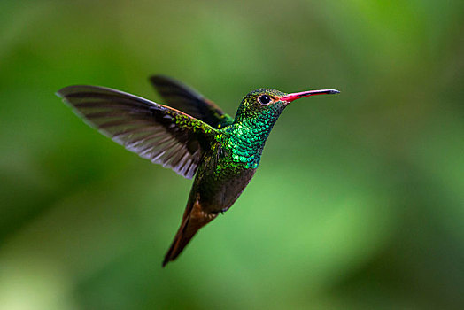 蜂鸟,飞,雨林,雾林,西北地区,厄瓜多尔,南美