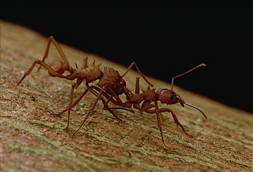 切叶蚁,蚂蚁,触角,停止,整洁