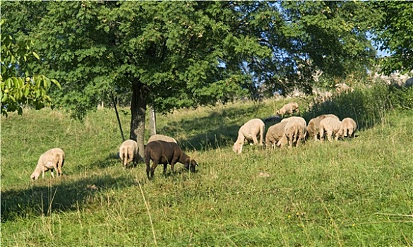 放牧,绵羊,晴朗,氛围