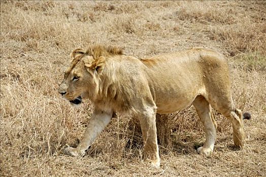 狮子,干草,恩戈罗恩戈罗火山口,坦桑尼亚
