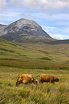 高原牛,苏格兰