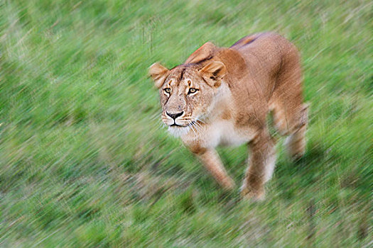 狮子,大草原,马赛马拉国家保护区,肯尼亚