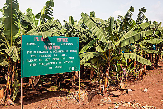 非洲,喀麦隆,标识,香蕉,种植园,警告