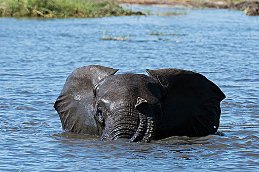 大象,非洲象,涉水,深,河,奥卡万戈三角洲,博茨瓦纳