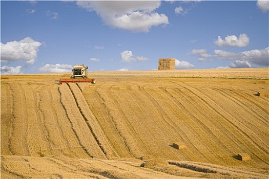 联合收割机,收获,小麦,晴朗,乡村,地点
