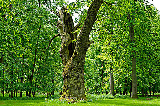 橡树,德国,靠近,梅克伦堡,湖区,梅克伦堡前波莫瑞州,欧洲
