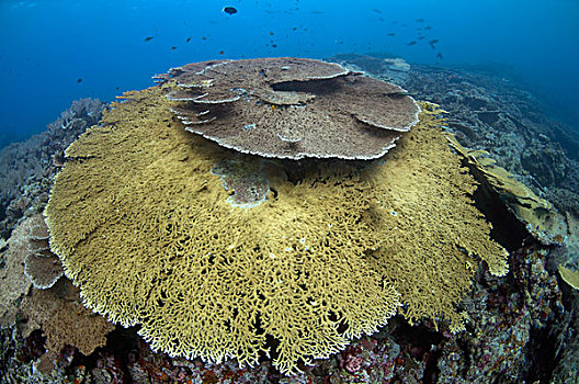 大,桌子,珊瑚,风信子,礁石,栖息地,靠近,岛屿,班达海,印度尼西亚,东南亚