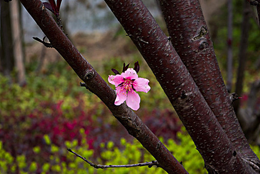 桃花,碧桃