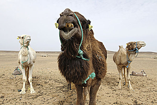 非洲,摩洛哥,梅如卡,却比沙丘,撒哈拉沙漠,骆驼,姿势