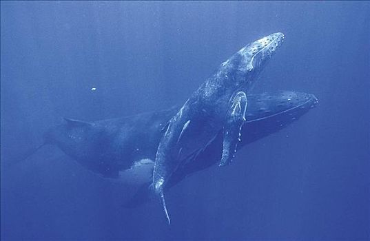 驼背鲸,大翅鲸属,鲸鱼,哺乳动物,海洋动物,水下,海洋,汤加,岛屿,南太平洋