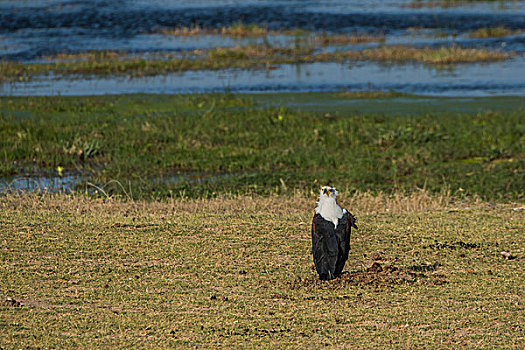 肯尼亚安博西里国家公园鹰