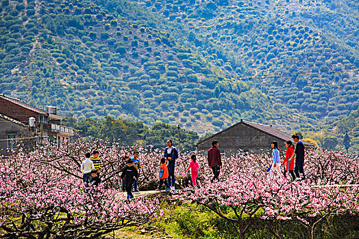 花海,乡村,游客